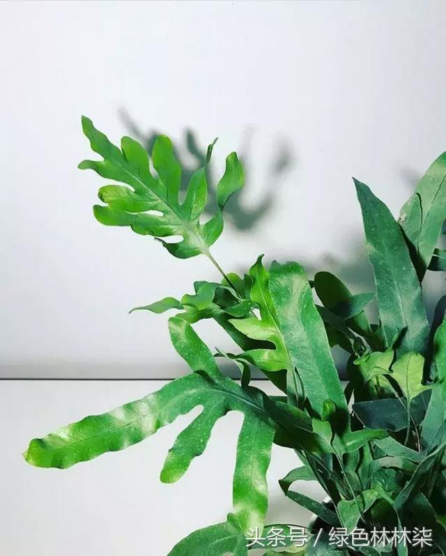 高山羊齿花语和寓意是什么，高山羊齿（看了她的蕨，清凉skr）