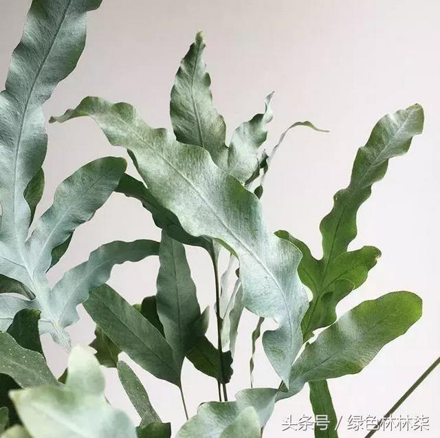 高山羊齿花语和寓意是什么，高山羊齿（看了她的蕨，清凉skr）