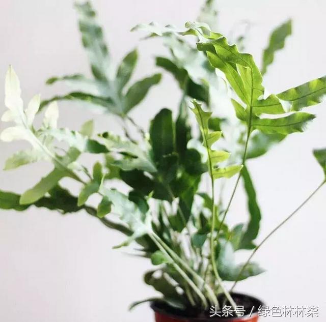 高山羊齿花语和寓意是什么，高山羊齿（看了她的蕨，清凉skr）