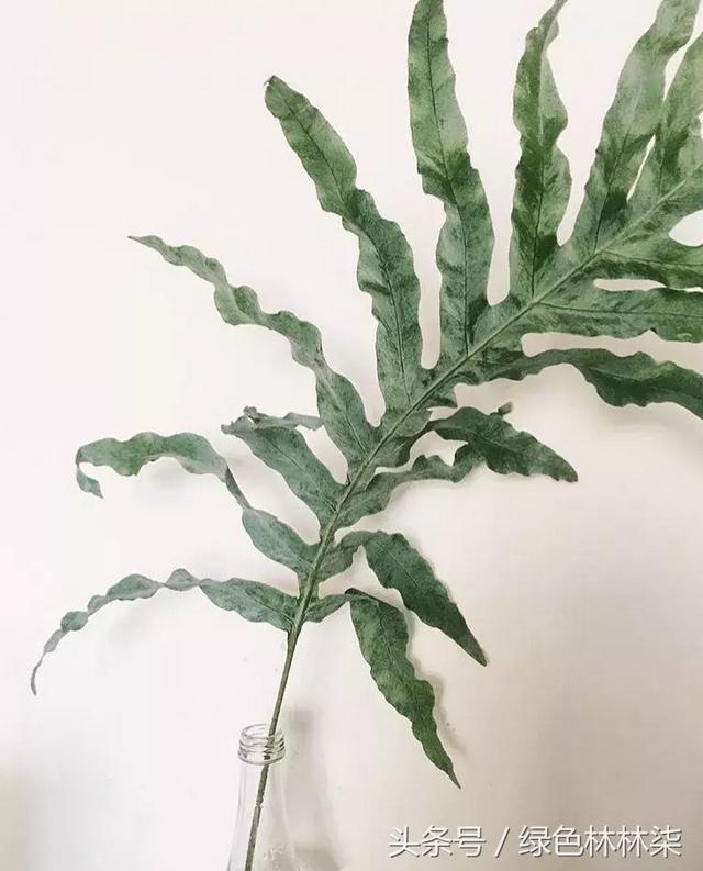 高山羊齿花语和寓意是什么，高山羊齿（看了她的蕨，清凉skr）