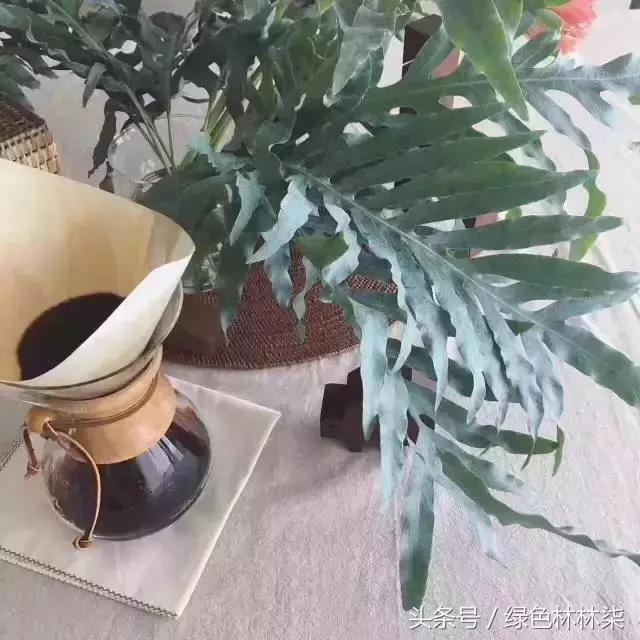 高山羊齿花语和寓意是什么，高山羊齿（看了她的蕨，清凉skr）