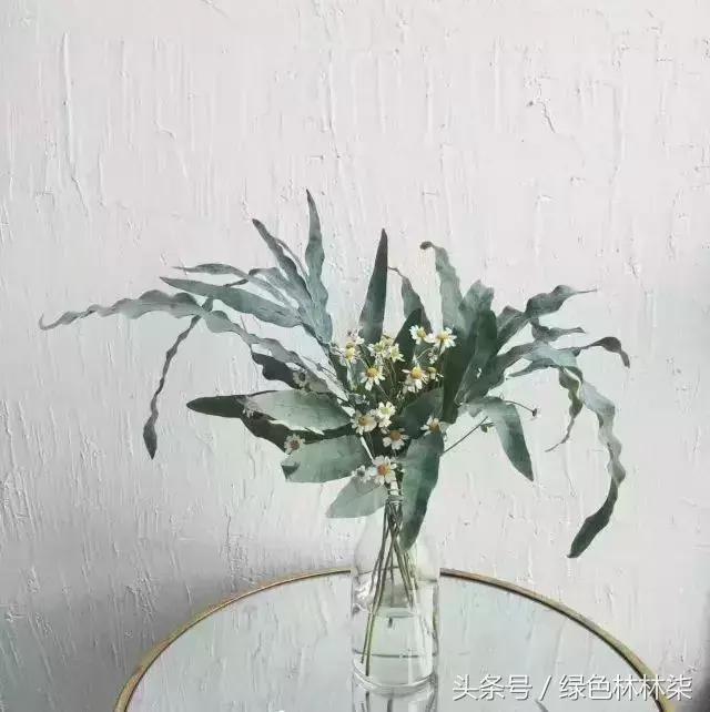 高山羊齿花语和寓意是什么，高山羊齿（看了她的蕨，清凉skr）