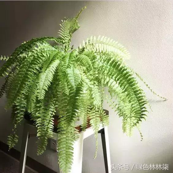 高山羊齿花语和寓意是什么，高山羊齿（看了她的蕨，清凉skr）