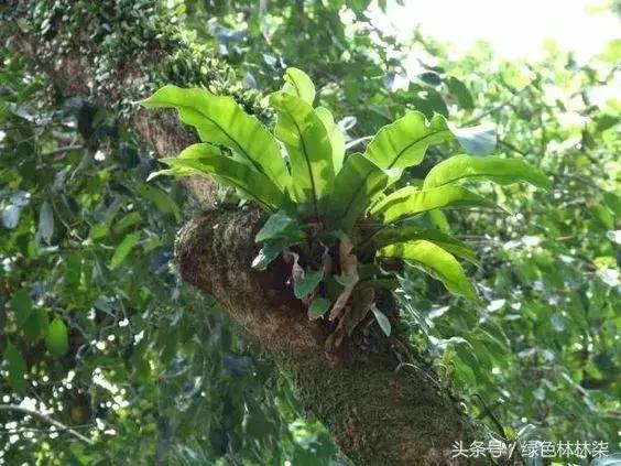高山羊齿花语和寓意是什么，高山羊齿（看了她的蕨，清凉skr）