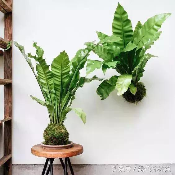 高山羊齿花语和寓意是什么，高山羊齿（看了她的蕨，清凉skr）