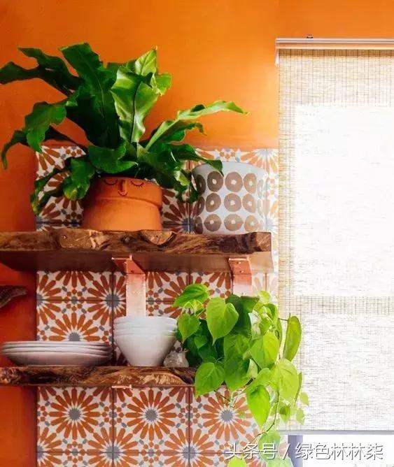 高山羊齿花语和寓意是什么，高山羊齿（看了她的蕨，清凉skr）