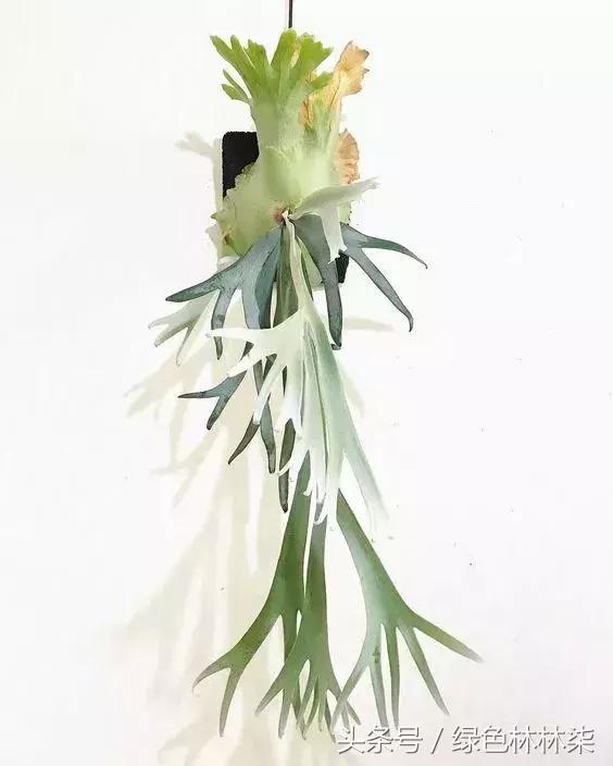 高山羊齿花语和寓意是什么，高山羊齿（看了她的蕨，清凉skr）