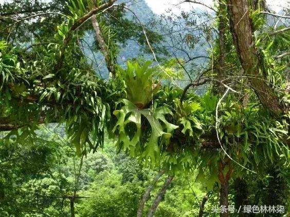 高山羊齿花语和寓意是什么，高山羊齿（看了她的蕨，清凉skr）