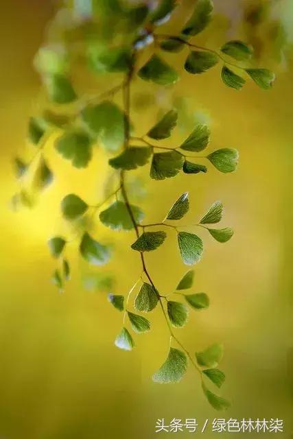 高山羊齿花语和寓意是什么，高山羊齿（看了她的蕨，清凉skr）
