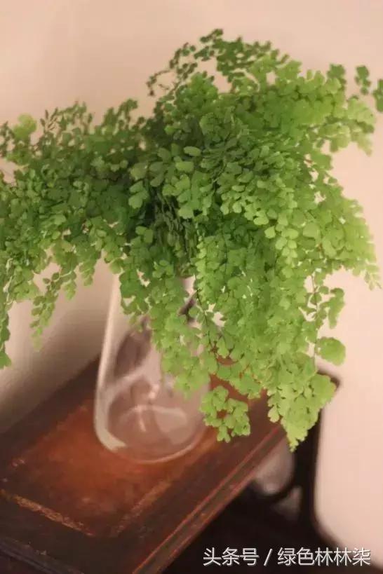 高山羊齿花语和寓意是什么，高山羊齿（看了她的蕨，清凉skr）