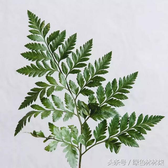 高山羊齿花语和寓意是什么，高山羊齿（看了她的蕨，清凉skr）