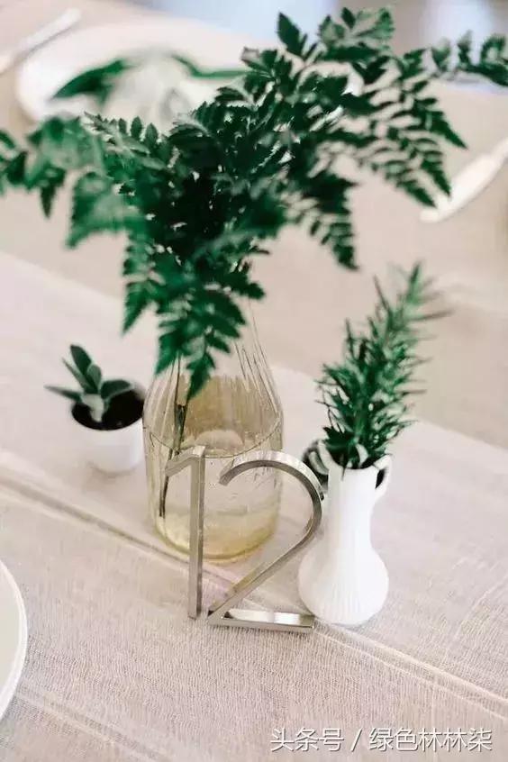 高山羊齿花语和寓意是什么，高山羊齿（看了她的蕨，清凉skr）