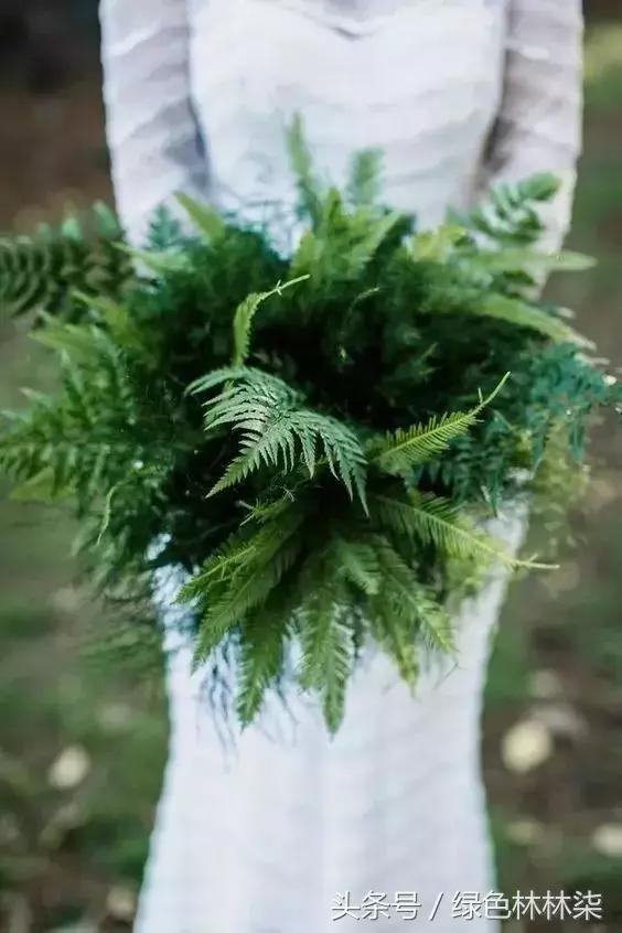 高山羊齿花语和寓意是什么，高山羊齿（看了她的蕨，清凉skr）