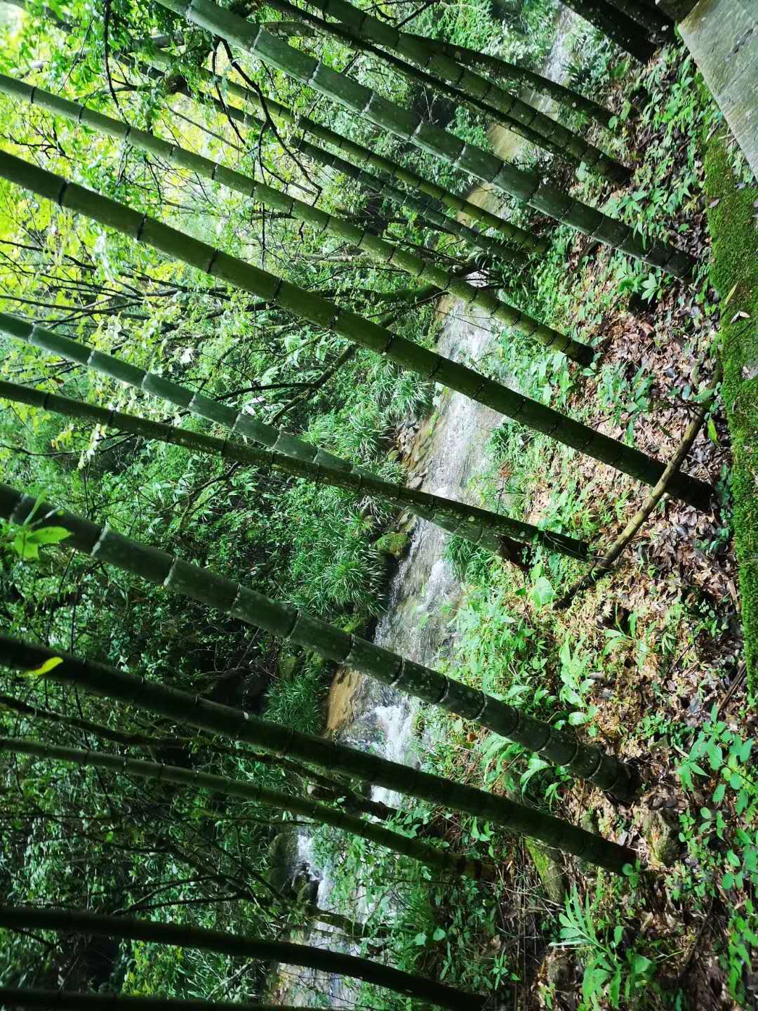 井冈山，位于江西省西南部，地处湘赣两省交界的罗霄山脉中段