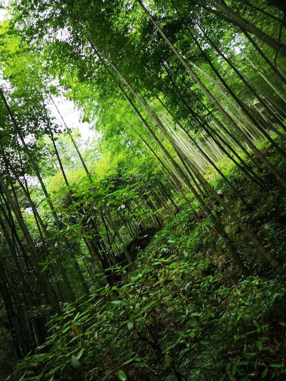 井冈山，位于江西省西南部，地处湘赣两省交界的罗霄山脉中段