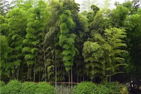 银杏叶在风水上代表什么，银杏的寓意和象征风水（植物风水学知识，园林人必知）