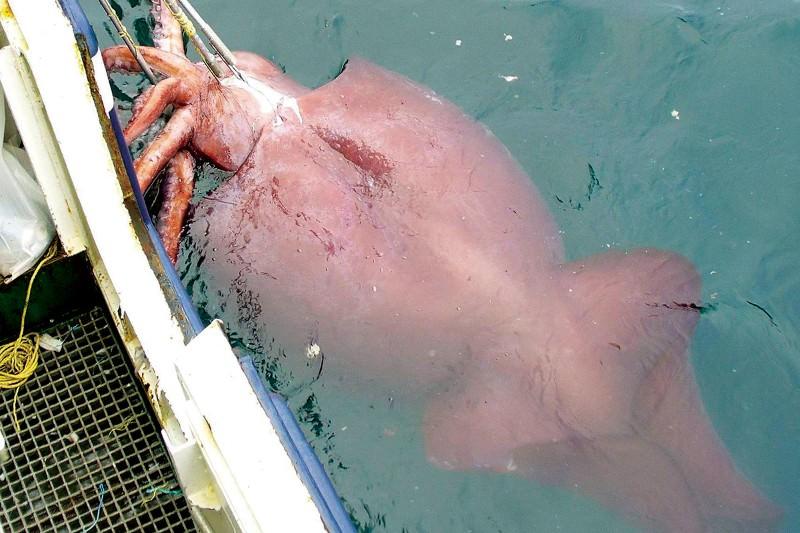 深海巨兽对决：大王酸浆鱿VS大王乌贼，异形铁血战士级生死搏杀震撼上演