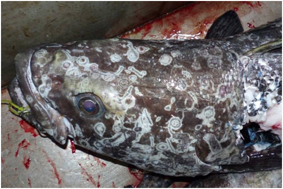 巨枪乌贼吃大王乌贼视频(深海版异形大战铁血战士) - 去钓鱼