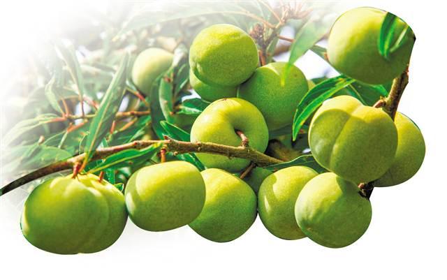 巫山特产，巫山特产小吃可携带（巫山美食地图来了，你吃过几种）