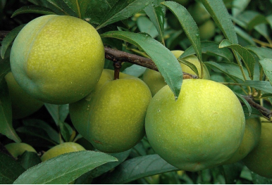 巫山特产，巫山特产小吃可携带（巫山美食地图来了，你吃过几种）