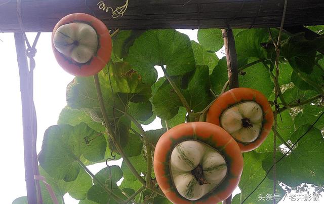 看瓜是什么瓜,看瓜是什么瓜能治消肿吗(农民们种下只看不吃是为啥)