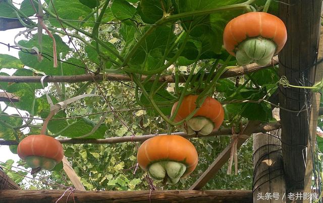 看瓜是什么瓜,看瓜是什么瓜能治消肿吗(农民们种下只看不吃是为啥)