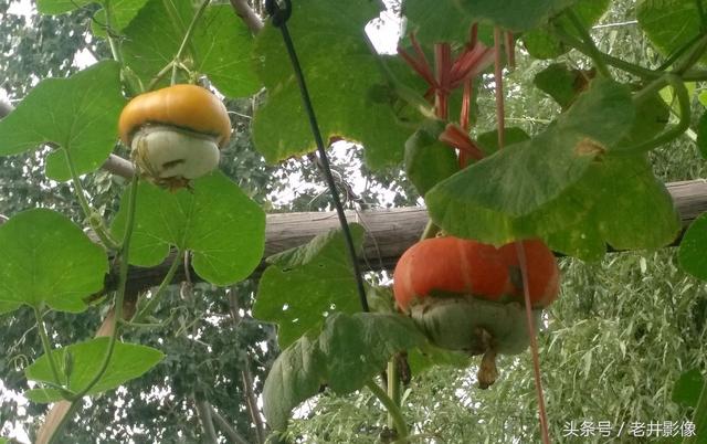 看瓜是什么瓜,看瓜是什么瓜能治消肿吗(农民们种下只看不吃是为啥)