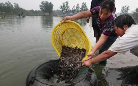 一亩泥鳅一年赚多少，养一亩泥鳅一年赚多少钱（你知道一亩泥鳅塘能够挣多少吗）