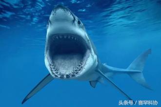 日本深海惊现巨齿鲨踪迹？电影中恐怖巨兽疑似真实现身，引发全球关注与热议。