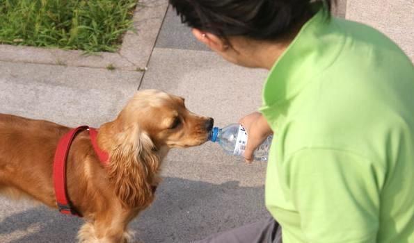 怎么样正确的遛狗，遛狗应该怎么遛狗（原来遛狗还有要讲究这么多学问）