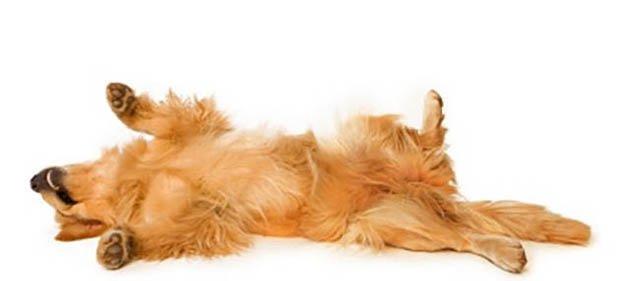 狗异烟肼中毒死亡