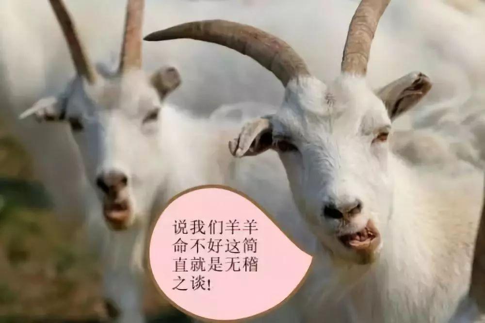 为什么说十羊九不全，为啥都说十羊九不全（为什么说“十羊九不全”）