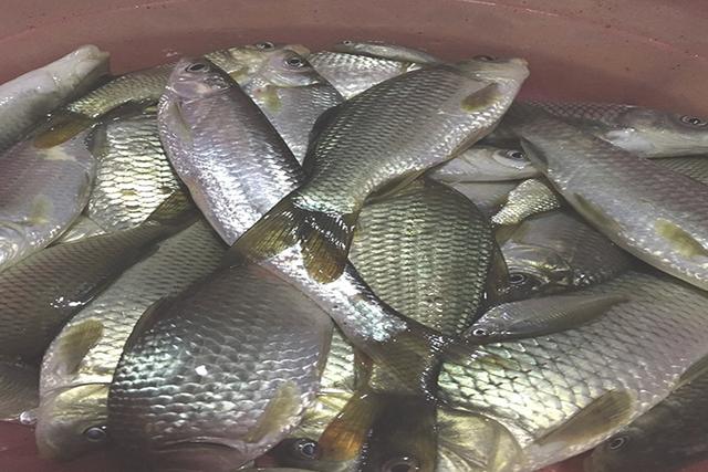 鲫鱼饵料配方大全，如何配制钓鲤鲫鱼的饵料配方（钓友们你们要的野钓鲫鱼饵料配方来了）