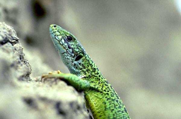 梦到蜥蜴是什么意思 梦到蜥蜴代表什么，梦到蜥蜴是什么意思（《一出好戏》反复出现的绿蜥蜴绝对有它存在的深意）