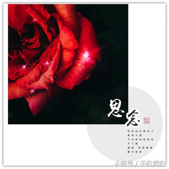 圣诞蔷薇是什么花花语是什么，蔷薇玫瑰花语是什么（16种“暗藏心意”的花）