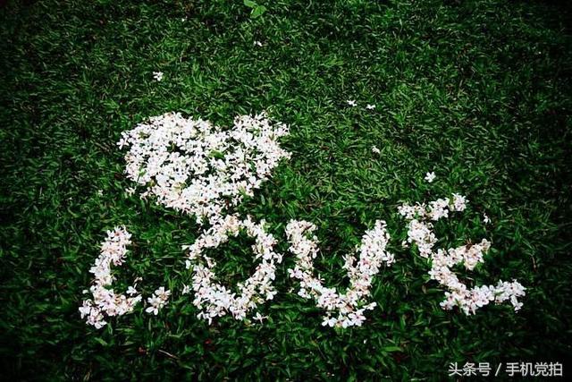 圣诞蔷薇是什么花花语是什么，蔷薇玫瑰花语是什么（16种“暗藏心意”的花）