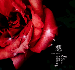 圣诞蔷薇是什么花花语是什么，蔷薇玫瑰花语是什么（16种“暗藏心意”的花）