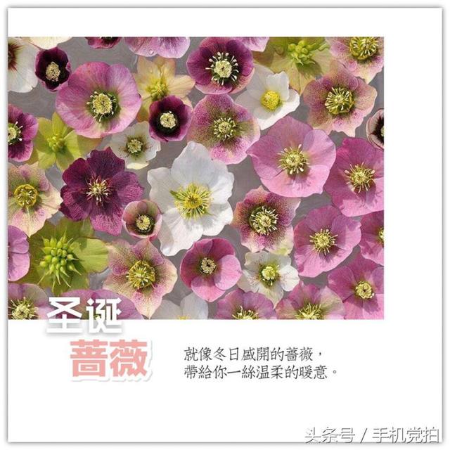 圣诞蔷薇是什么花花语是什么，蔷薇玫瑰花语是什么（16种“暗藏心意”的花）
