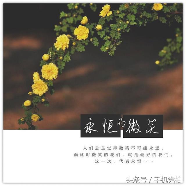 圣诞蔷薇是什么花花语是什么，蔷薇玫瑰花语是什么（16种“暗藏心意”的花）