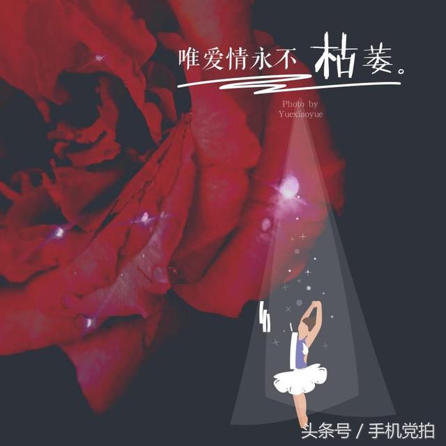 圣诞蔷薇是什么花花语是什么，蔷薇玫瑰花语是什么（16种“暗藏心意”的花）