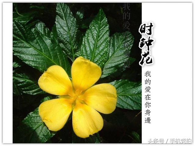 圣诞蔷薇是什么花花语是什么，蔷薇玫瑰花语是什么（16种“暗藏心意”的花）