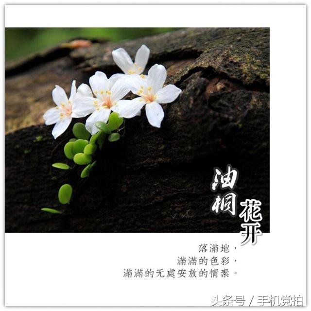 圣诞蔷薇是什么花花语是什么，蔷薇玫瑰花语是什么（16种“暗藏心意”的花）