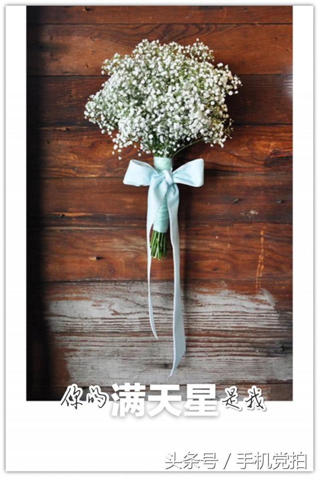 圣诞蔷薇是什么花花语是什么，蔷薇玫瑰花语是什么（16种“暗藏心意”的花）