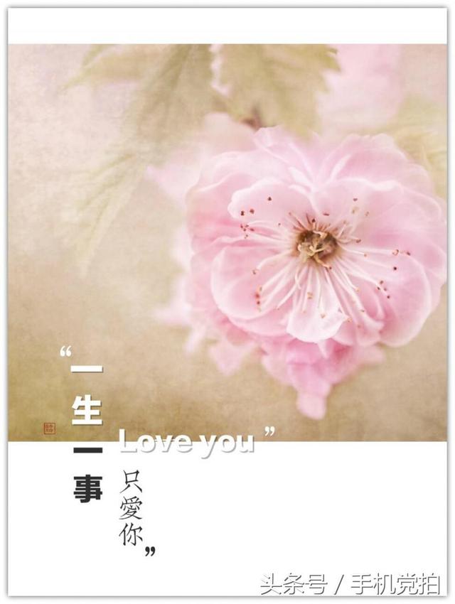 圣诞蔷薇是什么花花语是什么，蔷薇玫瑰花语是什么（16种“暗藏心意”的花）