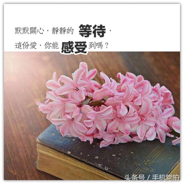 圣诞蔷薇是什么花花语是什么，蔷薇玫瑰花语是什么（16种“暗藏心意”的花）