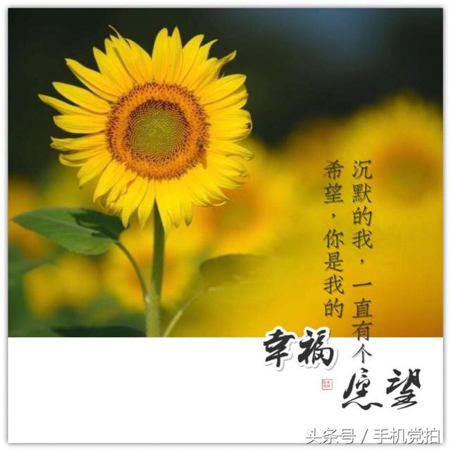 圣诞蔷薇是什么花花语是什么，蔷薇玫瑰花语是什么（16种“暗藏心意”的花）