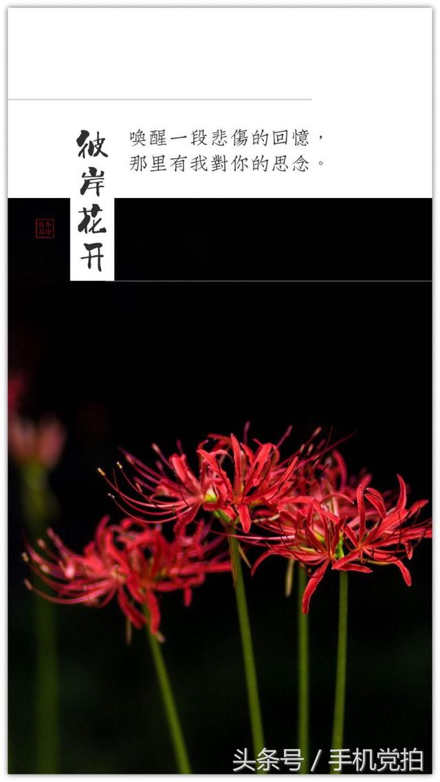 圣诞蔷薇是什么花花语是什么，蔷薇玫瑰花语是什么（16种“暗藏心意”的花）