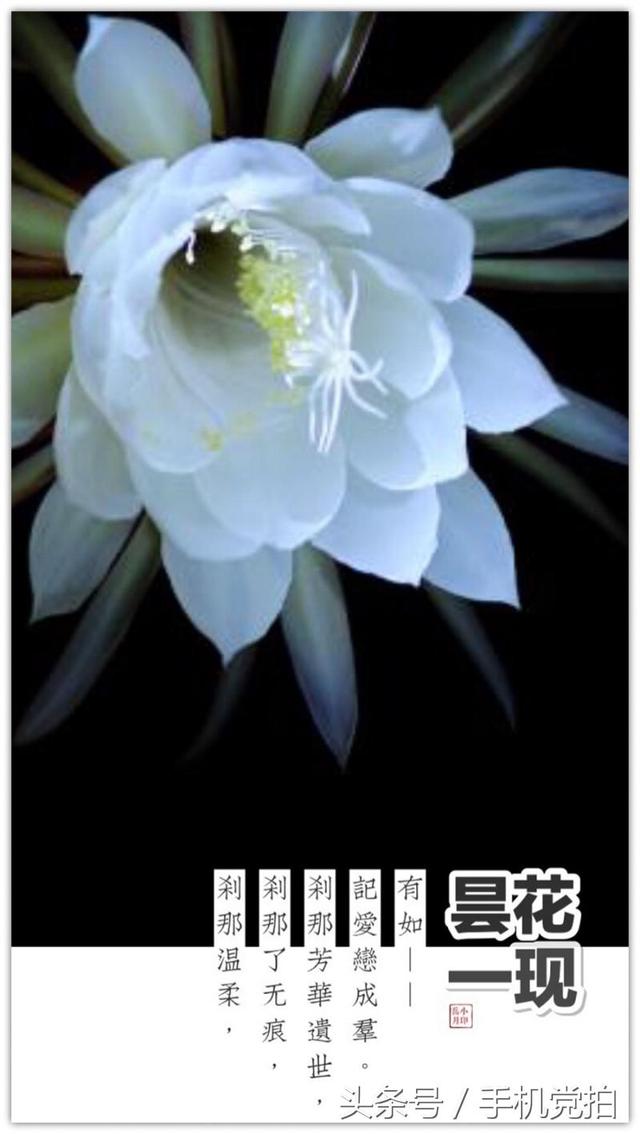 圣诞蔷薇是什么花花语是什么，蔷薇玫瑰花语是什么（16种“暗藏心意”的花）