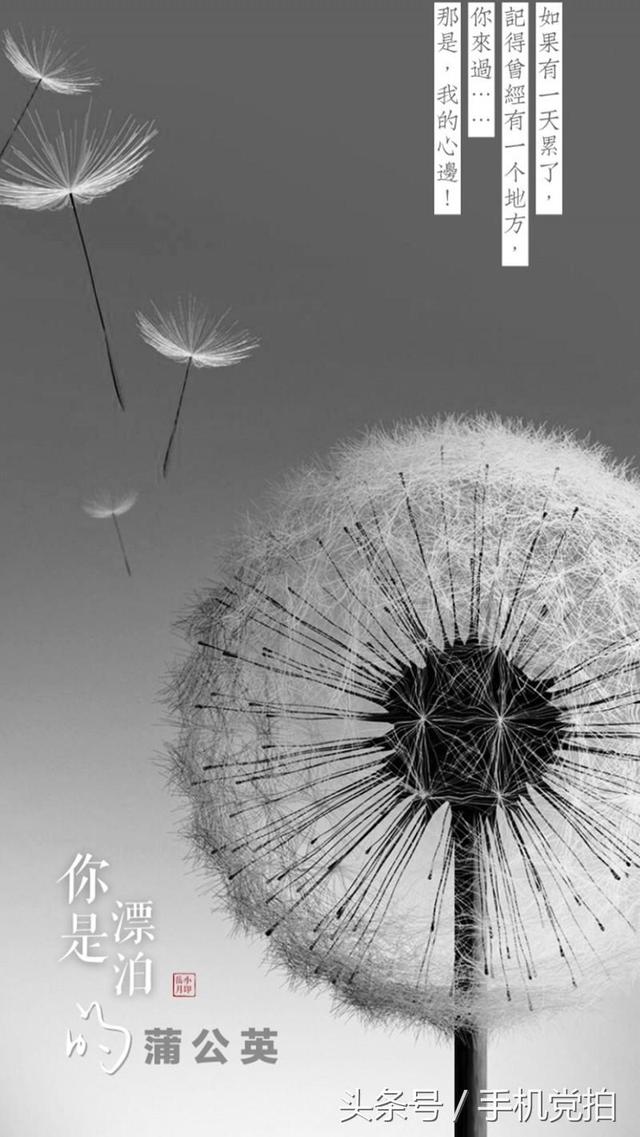 圣诞蔷薇是什么花花语是什么，蔷薇玫瑰花语是什么（16种“暗藏心意”的花）