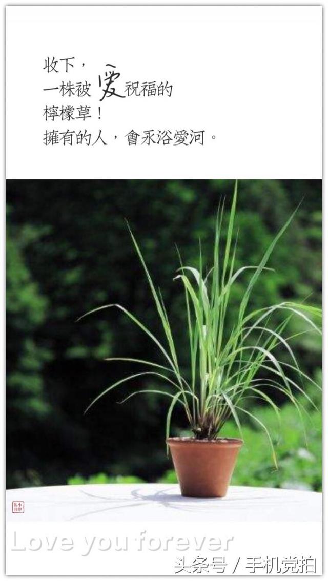 圣诞蔷薇是什么花花语是什么，蔷薇玫瑰花语是什么（16种“暗藏心意”的花）